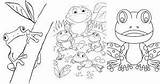 25 Free Frog Coloring Pages For Kids And Adults sketch template