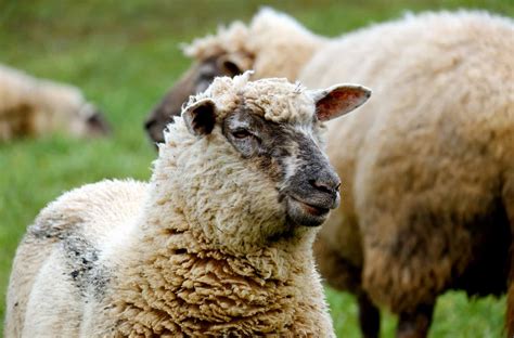 Free picture: farm, animal, cute, merino sheep, nature, grass, livestock