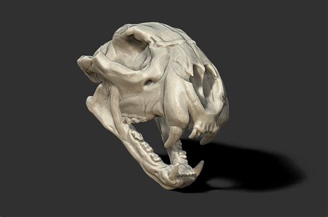 ArtStation - Cheetah skull