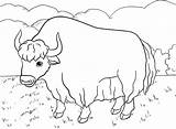 The himalayan yak coloring Page sketch template