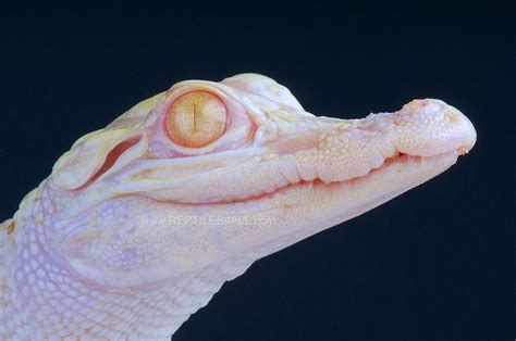 Alligator,albino / Alligator mississippiensis albino | Répteis e anfíbios, Retratos de animais ...