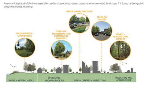 Urban Forest Strategy | City of Courtenay