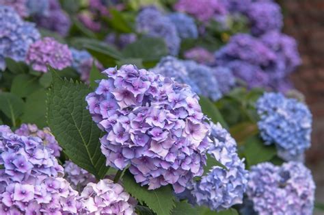 Nikko Blue Hydrangea: Plant Care & Growing Guide