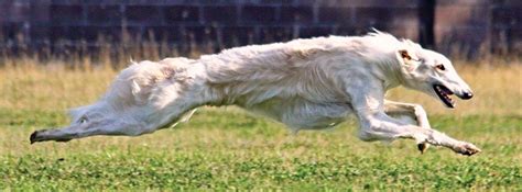 z- Borzoi, 1, Running, Rt (1) | Борзые, Собачки, Борзая