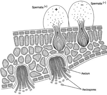 Rusts | The Basidiomycetes | Introduction to Botany | Botany | Biocyclopedia.com