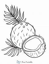Printable Coconut Coloring Page sketch template