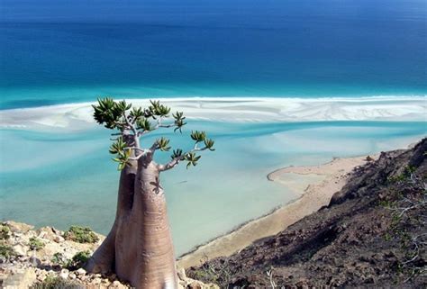 Socotra-Island-Yemen | Boca do Lobo's inspirational world