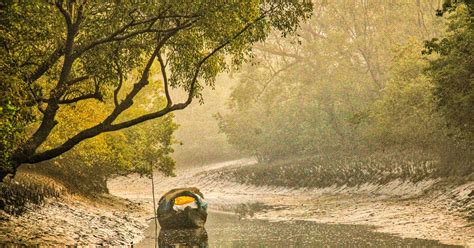 Sundarbans women show the world how mangroves reduce impact of cyclones