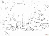 Free Printable Polar Bear Coloring Pages  Templates sketch template