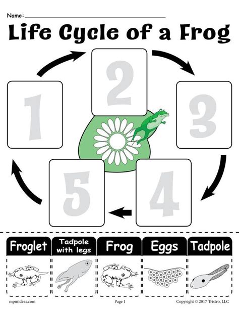 "Life Cycle of a Frog" FREE Printable Worksheet – SupplyMe | Frog life ...