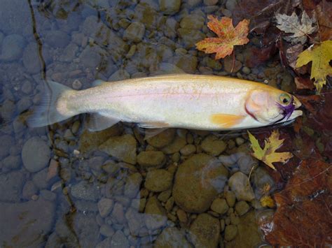 Golden Trout - Apple Creek | Ohio Game Fishing