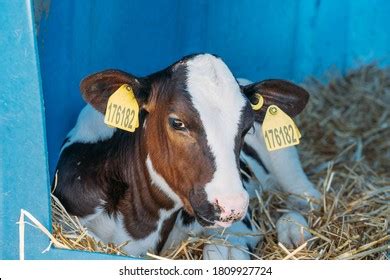 208 Holstein Calf Housing Images, Stock Photos & Vectors | Shutterstock