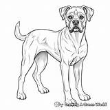 Boxer Dogs Coloring Pages  Free & Printable sketch template