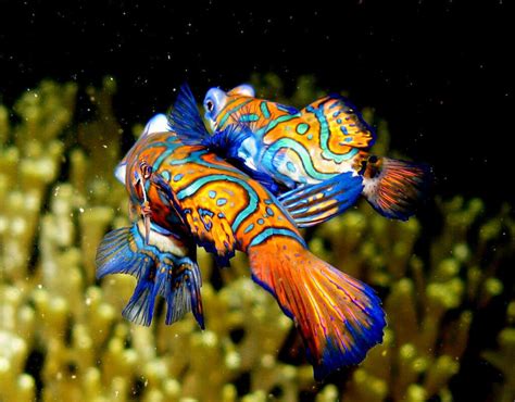 Top 10 Romantic Sea Creatures (and How They Show Love)