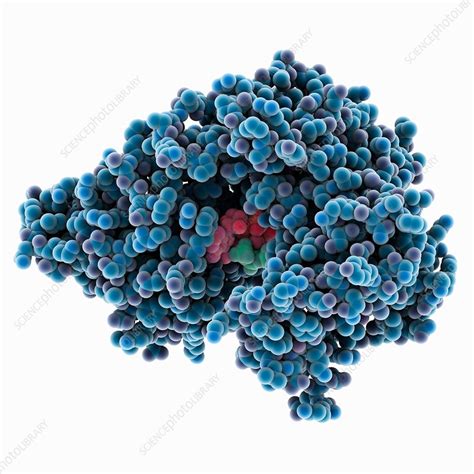 Poly(A) polymerase molecule - Stock Image - C035/5322 - Science Photo ...