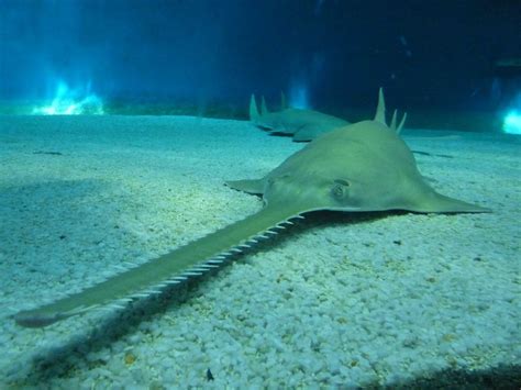 18 amazing facts about sharks - rare saw shark | Fatos de tubarão, Espécies de tubarões, Animais ...