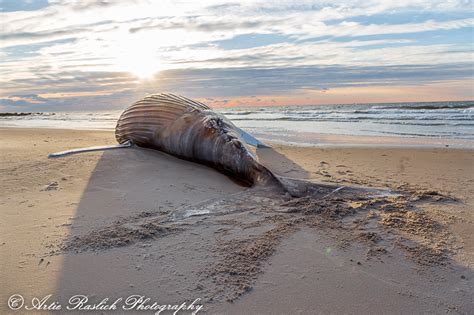 Artie Raslich Photography | Beached Whale