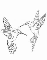 Realistic hummingbird coloring page  Coloringuscom sketch template