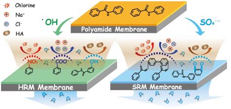 Membrane|Research|ATRR