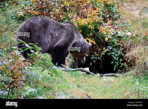Bears den hi-res stock photography and images - Alamy