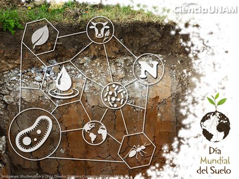 Hoy es el Día Mundial del Suelo: un hábitat de bacterias productoras de hormonas y antibióticos ...