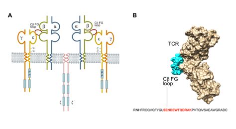 (A) The schematic structure of T-cell receptor (TCR) complex, which ...