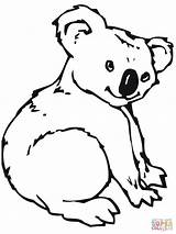 Cute Koala coloring Page  Free Printable Coloring Pages sketch template