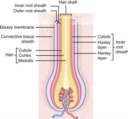 Hair follicle