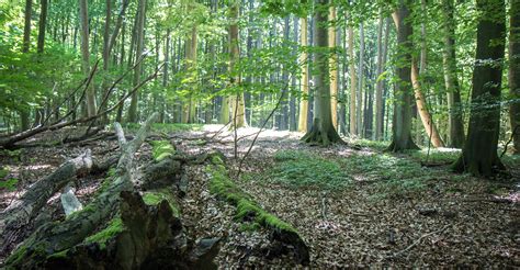 Jasmund National Park, Ancient Beech Forests of Germany