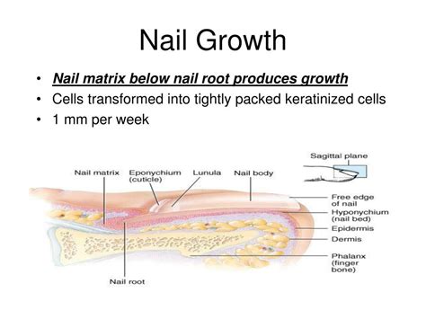 Chapter 9 Nail Structure And Growth | Betsy E. Cherry