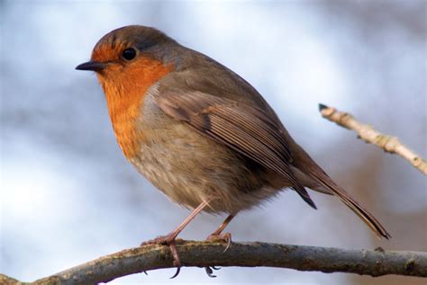 File:Robin, Leighton Moss January 2009.jpg