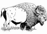 American Bison 1 sketch template