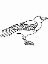Crow coloring page sketch template