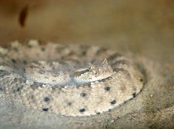 Sidewinder Snake Facts | Sciencing