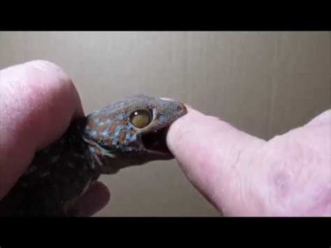 Bite from 9" Tokay gecko. - YouTube