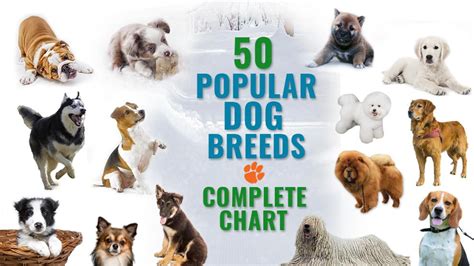 50 Most Popular Dog Breeds - Complete Information Chart - Petmoo