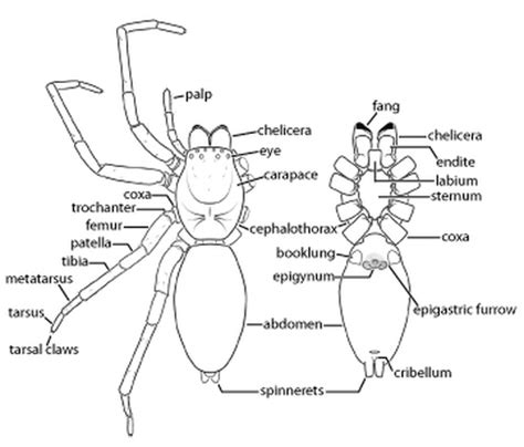 Spider Anatomy Diagram