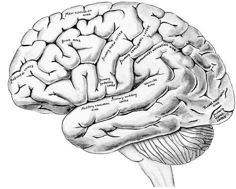 Anatomical Drawing Of The Brain