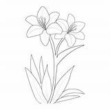 Calla Lily Coloring Pages sketch template