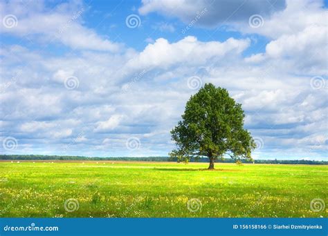 Country Landscape. Lonely Tree on Green Meadow on Bright Sunny Day with Clouds Stock Photo ...