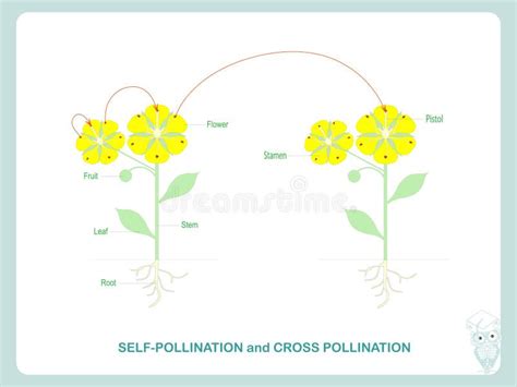 Cross Pollination Diagram