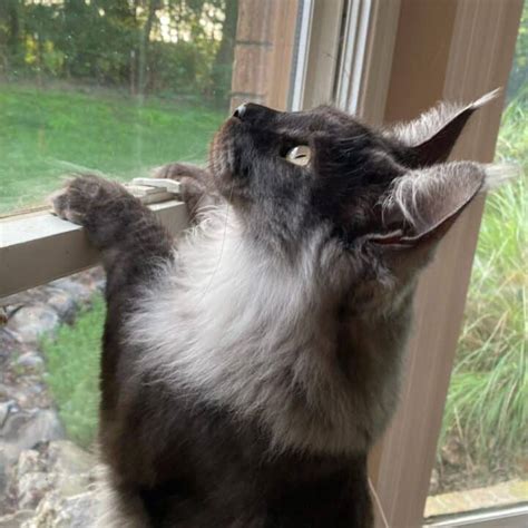 21 Photos of Maine Coon Paw Tufts That You'll Adore - MaineCoon.org