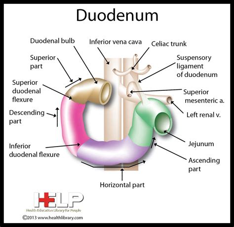 Duodenum