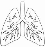 Lungs Coloring Page sketch template