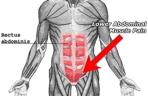 Muscles In Lower Left Abdomen - Abdominal Muscles Location And Function - Hal Shelton