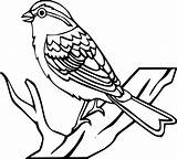 Regular Robin Bird coloring Page  Download Print Or Color Online For Free sketch template