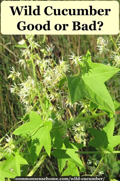 Wild Cucumber - (Echinocystis lobata) - Good or Bad?