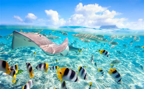 Ocean Fish Wallpapers - Top Free Ocean Fish Backgrounds - WallpaperAccess