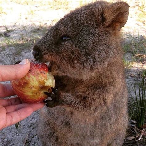 'Thank you very much' - Cute Quokka eating a visitor's apple | Quokka, Zoo animals, Australian ...