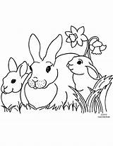 Rabbit Family Coloring Pages sketch template